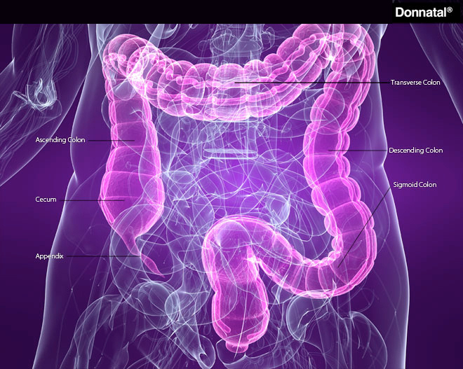 Gastrointestinal Tract